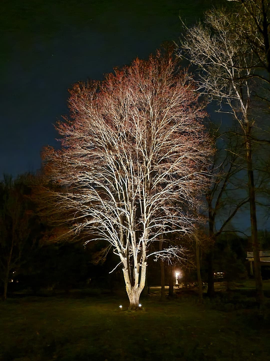 Illuminated tree at night with autumn leaves against a dark sky.