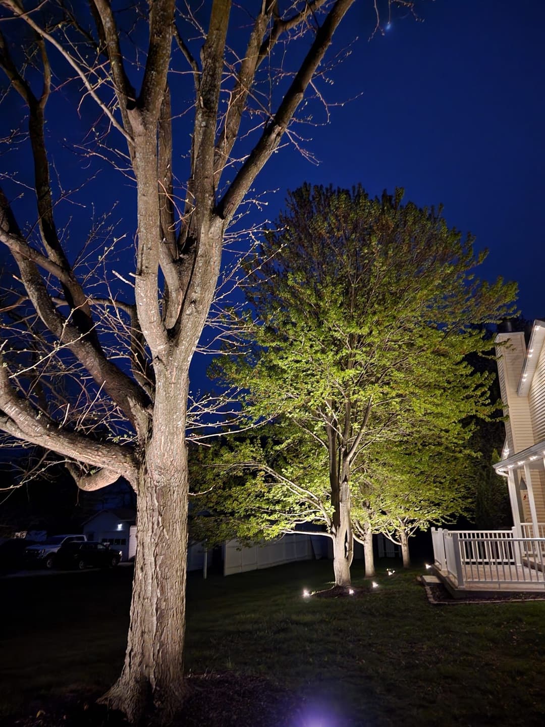 Illuminated trees in a yard at night, showcasing vibrant green leaves and shadows.