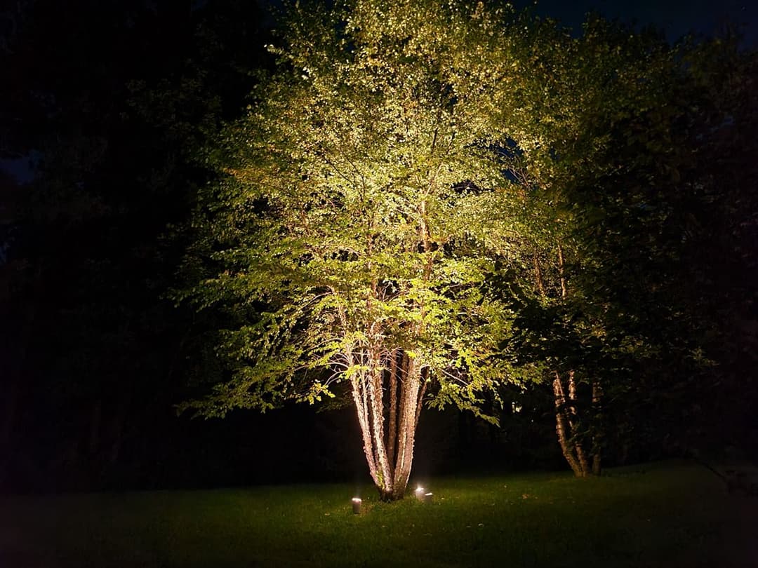 Illuminated tree at night surrounded by dark foliage and grass.