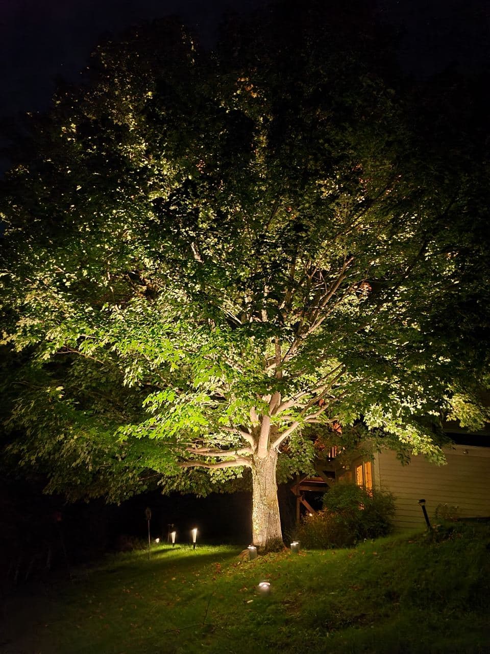Illuminated tree at night with warm lights highlighting its leaves and trunk.