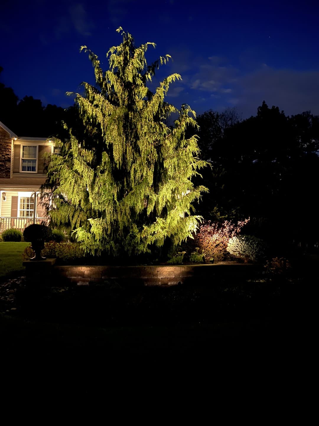 Illuminated evergreen tree in front yard at night, highlighting landscaping features.