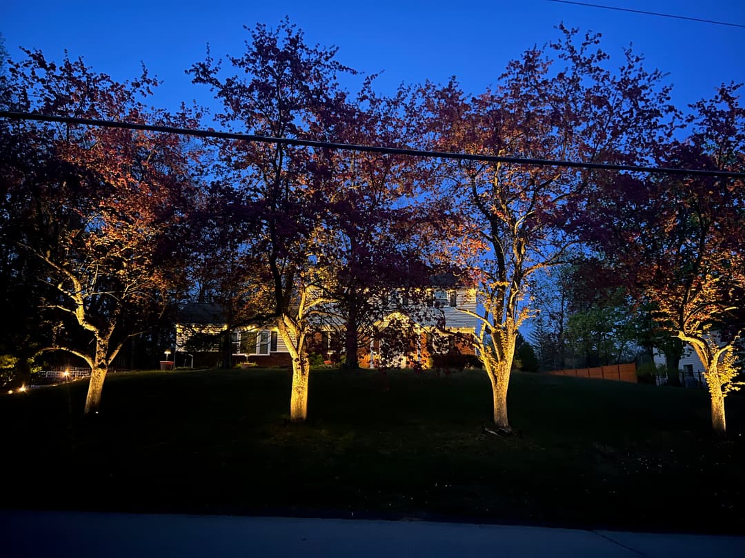Illuminated cherry blossom trees in front of a house at dusk, creating a serene atmosphere.