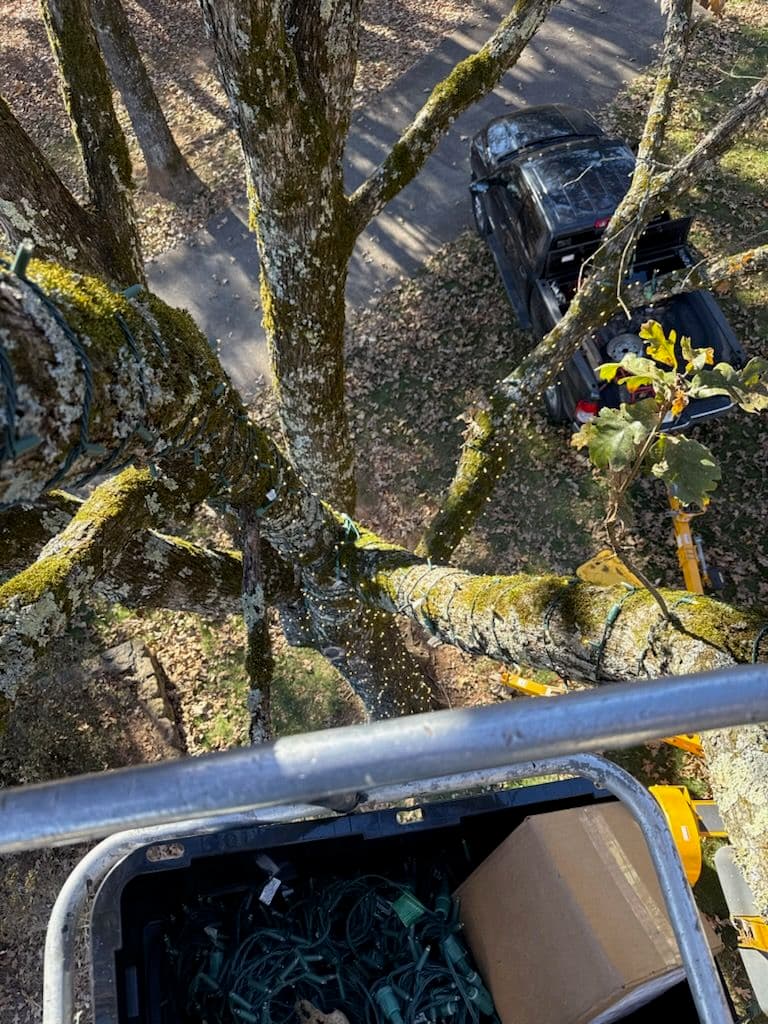 Project Creating a Nighttime Wonderland with Custom Tree Lighting image