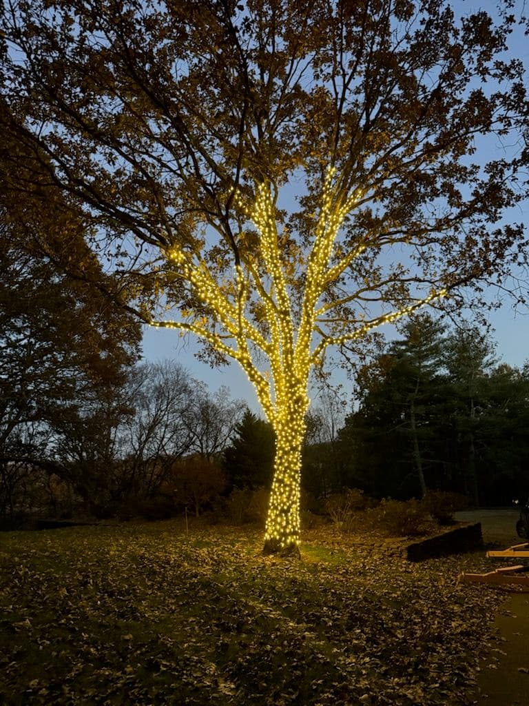 Gallery photos for Creating a Nighttime Wonderland with Custom Tree Lighting: Image #1